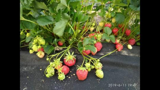 Клубника "МАРА де БУА" (6 шт.)